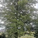 Kaszubka *