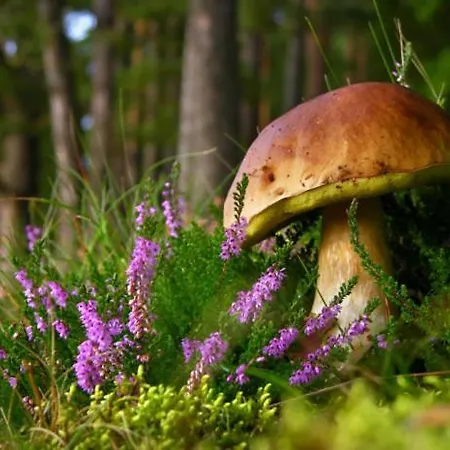 Kaszubka * Czarna Dabrowka