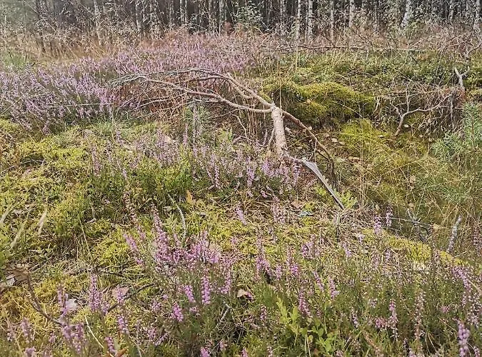 Kaszubka Holiday home *