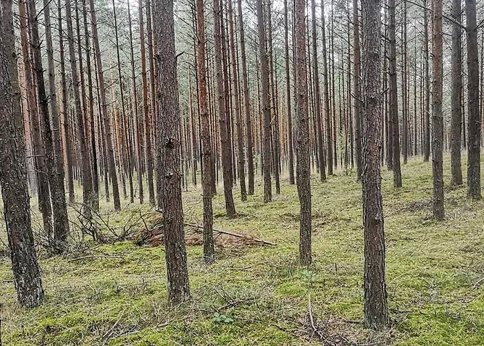 Kaszubka Czarna Dabrowka